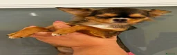 Chihuahua cani in vendita: Malva bellissima cucciola di chihuahua  - Annuncio 2