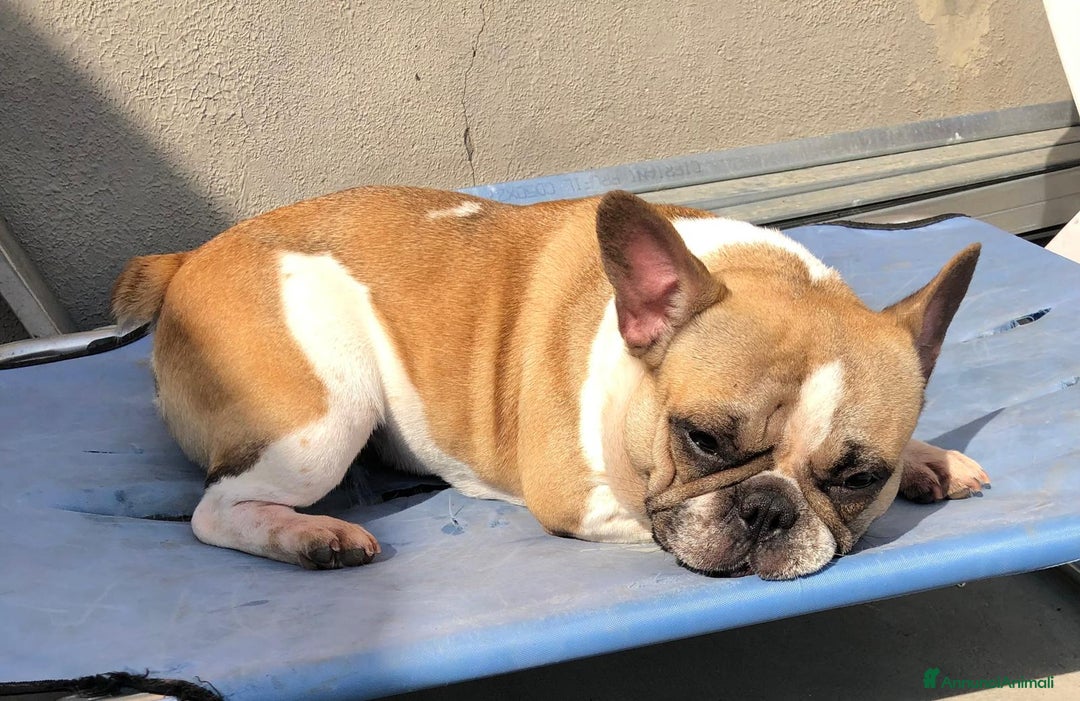 Bulldog Francese cani in vendita: Bouledogue Francese - Annuncio 1