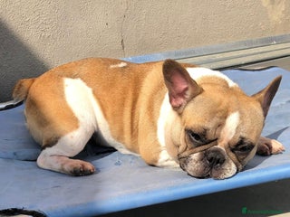 Bulldog Francese cani Bouledogue Francese - Annuncio 12