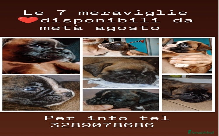 Boxer cani a Provincia di Bergamo - Annuncio 1