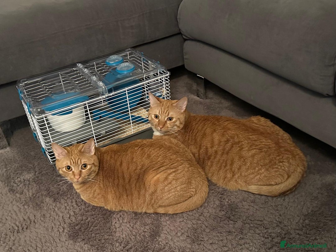 Altre razze gatti in regalo: Coppia di gatti Arancioni - Annuncio 4