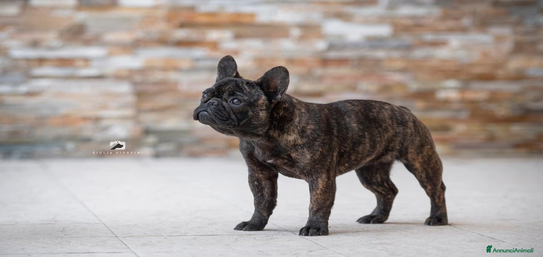 Immagine della galleria {{count}}