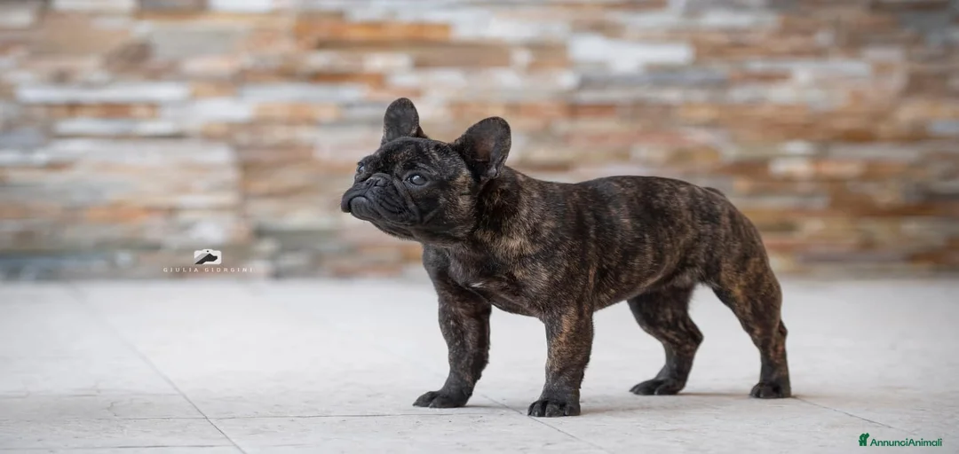 Immagine della galleria {{count}}