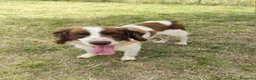 Breton cani in regalo: BACO breton di 3 anni  - Annuncio 6