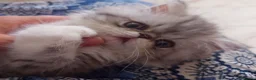 Persiano gatti in vendita: Gattino Persiano Cincillà Silver Tabby - Annuncio 9