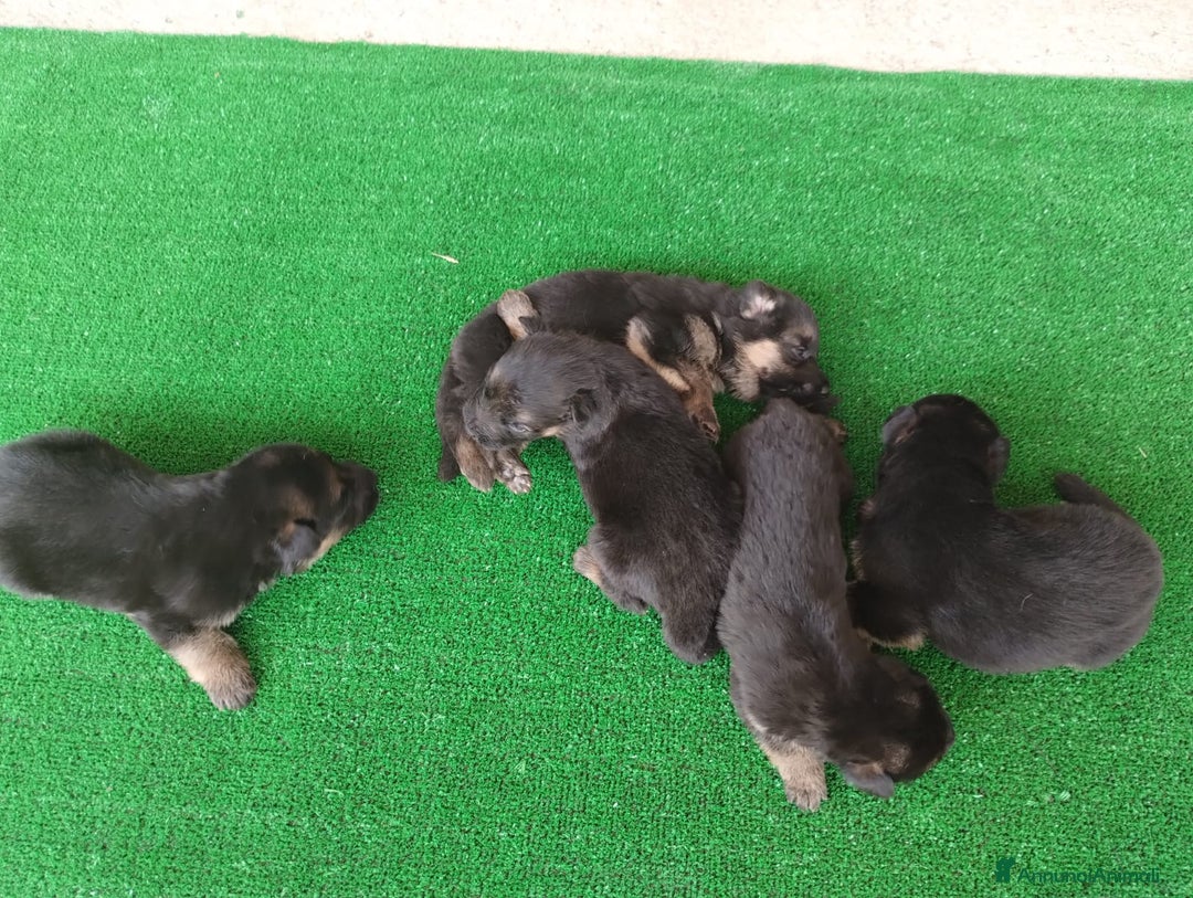 Pastore Tedesco cani in vendita: cuccioli di pastore tedesco a Provincia di Chieti - Immagine 5