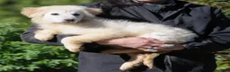 Meticcio cani in regalo: ADALGISA - Annuncio 4