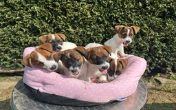Jack Russell cani in vendita: Una splendida cucciolata a Provincia di Lodi - Immagine 8