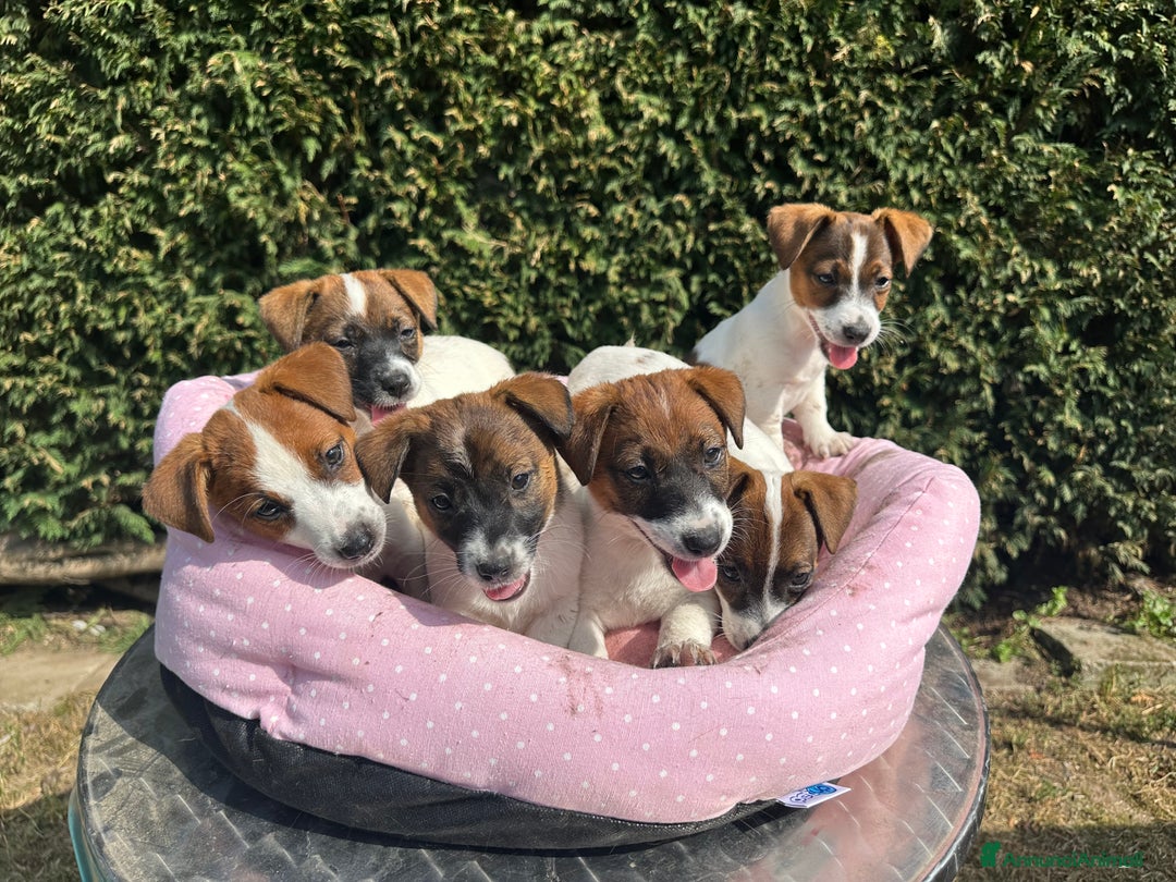 Jack Russell cani in vendita: Una splendida cucciolata a Provincia di Lodi - Immagine 8