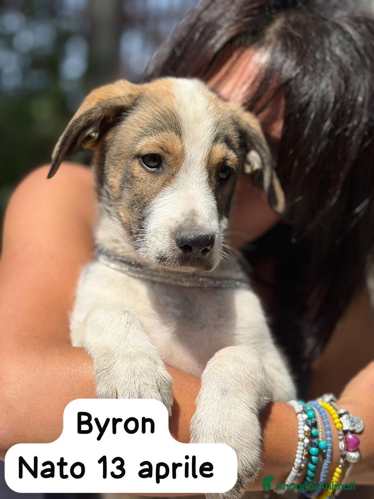 Meticcio cani Byron 4mesi salvato oltre 1mese fa SIRACUSA - Annuncio 17