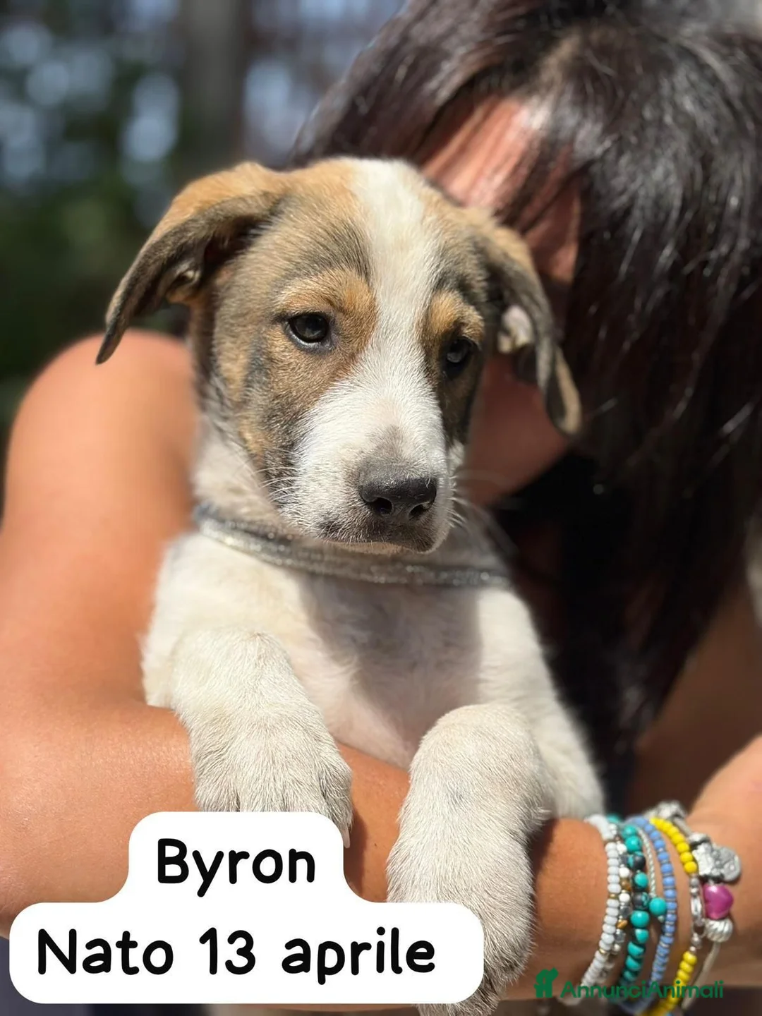 Meticcio cani in regalo: Byron 4mesi salvato oltre 1mese fa SIRACUSA - Annuncio 1