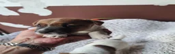 Jack Russell cani in vendita: Jack russell  - Annuncio 12