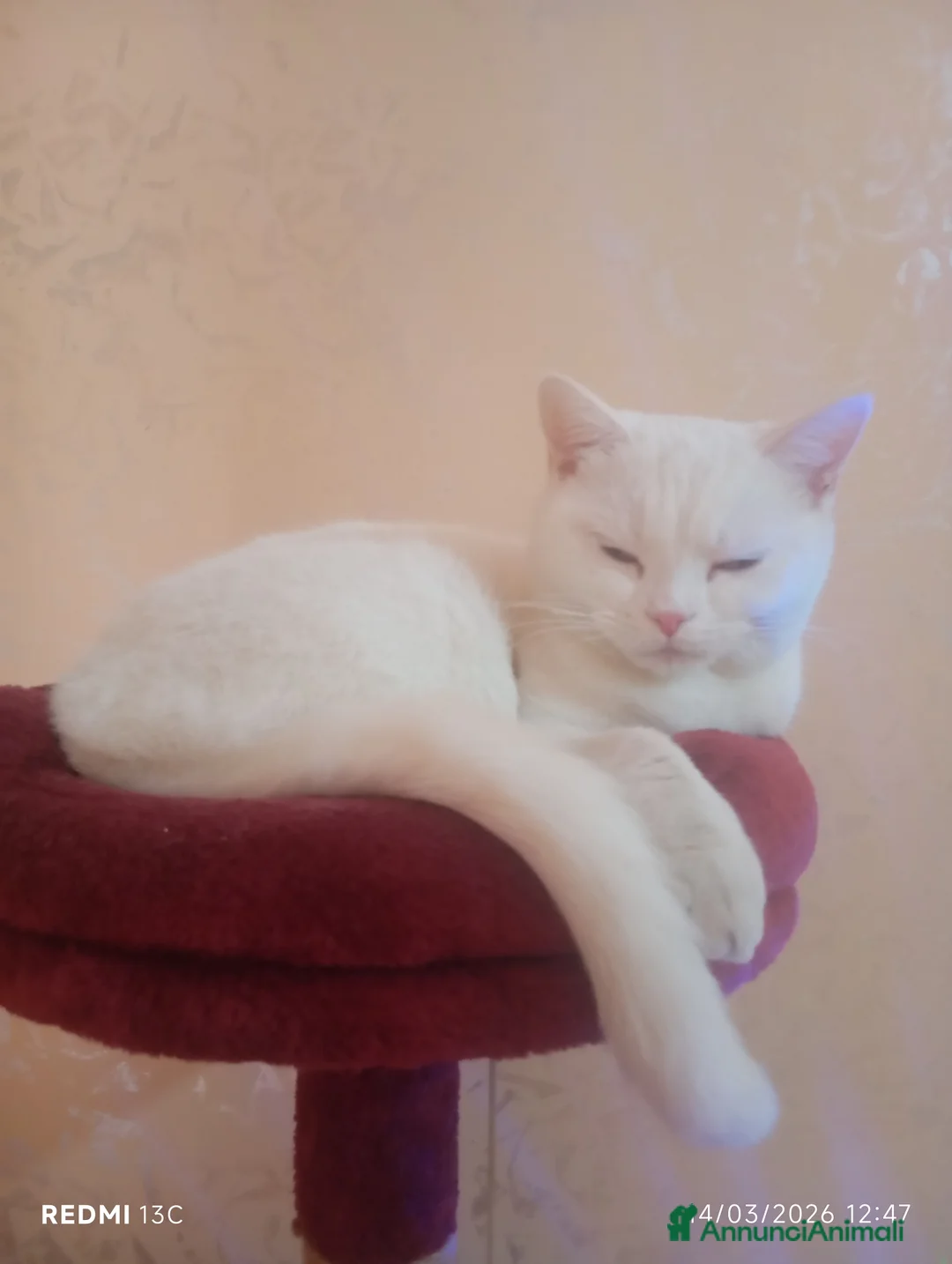 British gatti per accoppiamento: Scotish per monta a Città metropolitana di Roma Capitale - Annuncio 2