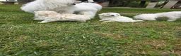 Maltese cani in vendita: Maltese  - Annuncio 14