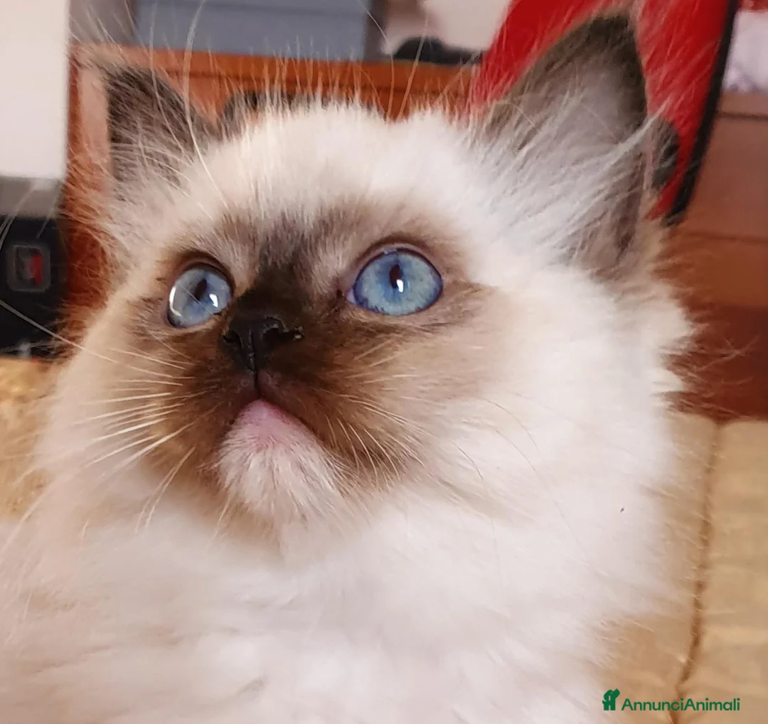 Ragdoll gatti in vendita: Ragdoll cucciolo  - Annuncio 1