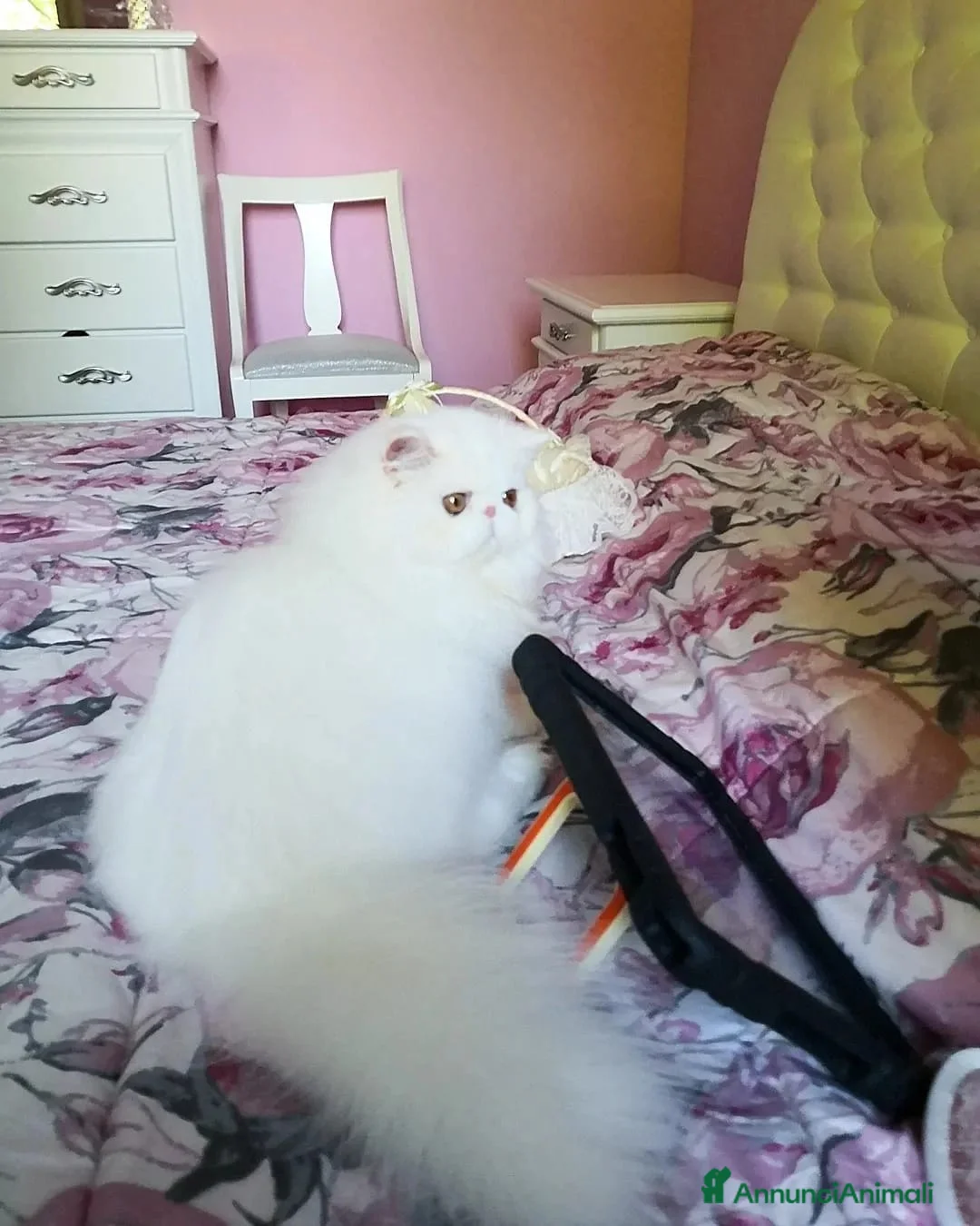 Persiano gatti in vendita: Gatti persiani  - Annuncio 17