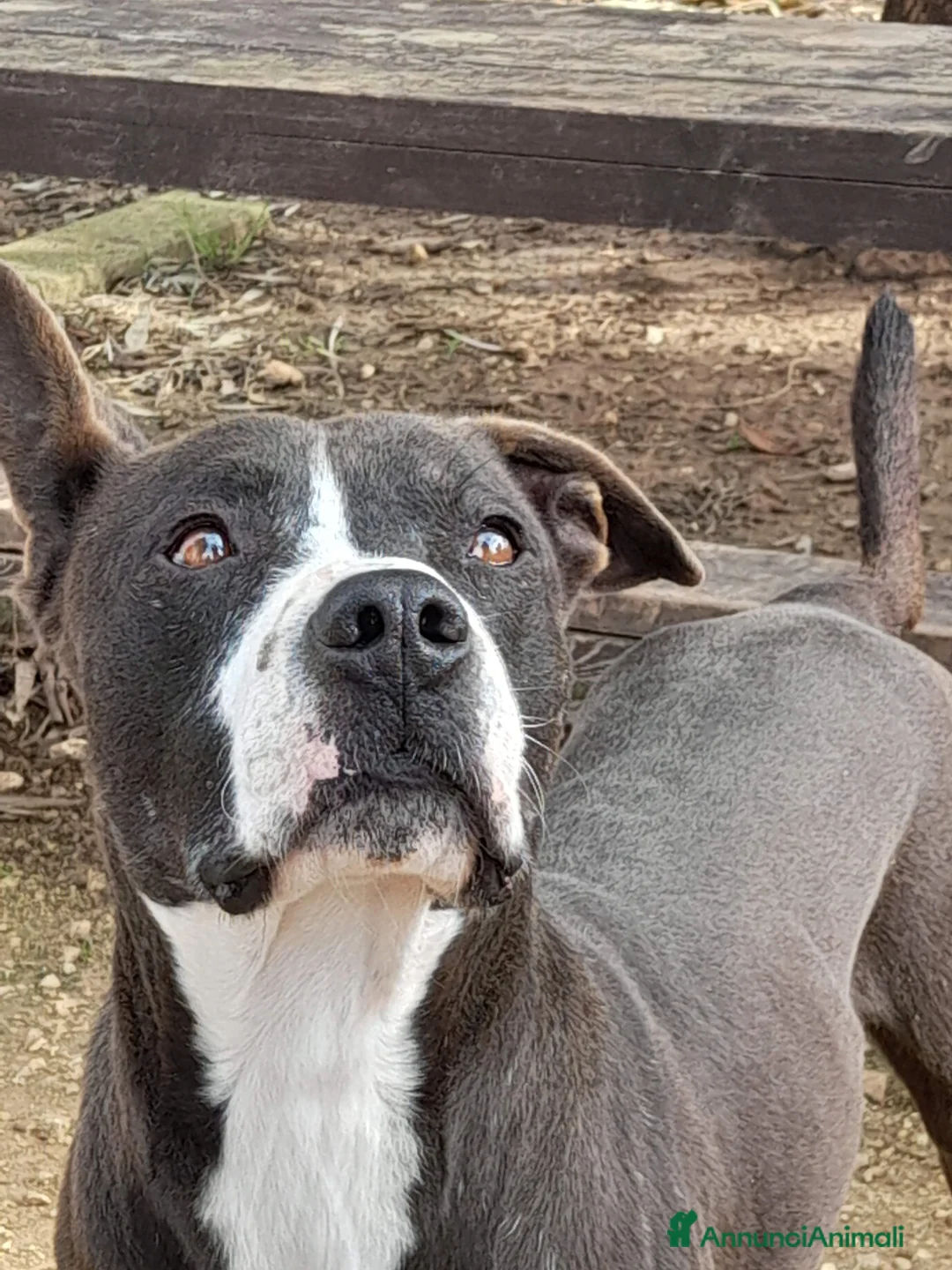 Meticcio cani in regalo: Zampa dolcissimo incrocio pitbull in adozione a Città Metropolitana di Firenze - Annuncio 1