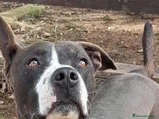 Meticcio cani Zampa dolcissimo incrocio pitbull in adozione - Annuncio 3