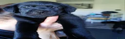 Labrador cani in vendita: Cucciolata labrador retriever neri  a Provincia di Avellino - Annuncio 6