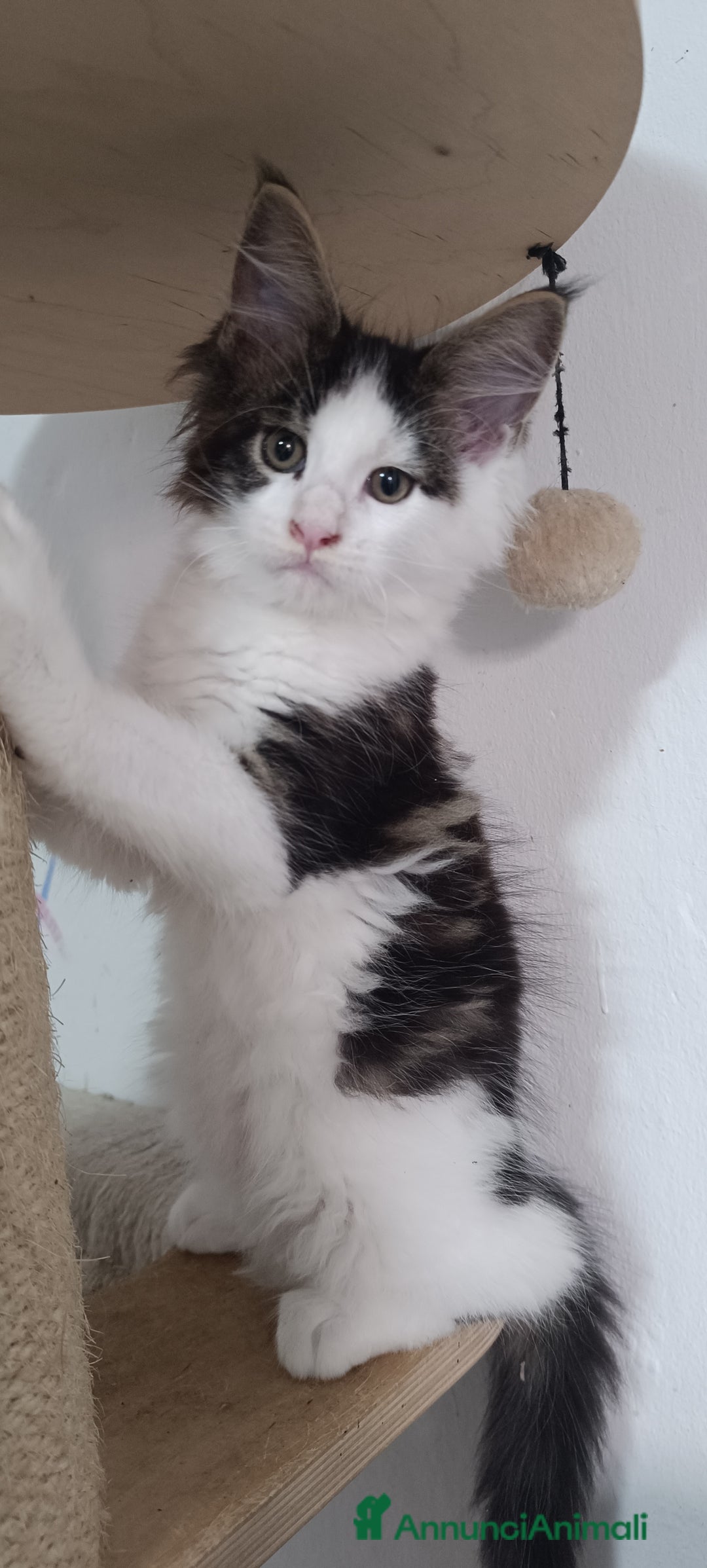 Maine Coon gatti in vendita: Maine Coon pura razza a Provincia di Alessandria - Immagine 2