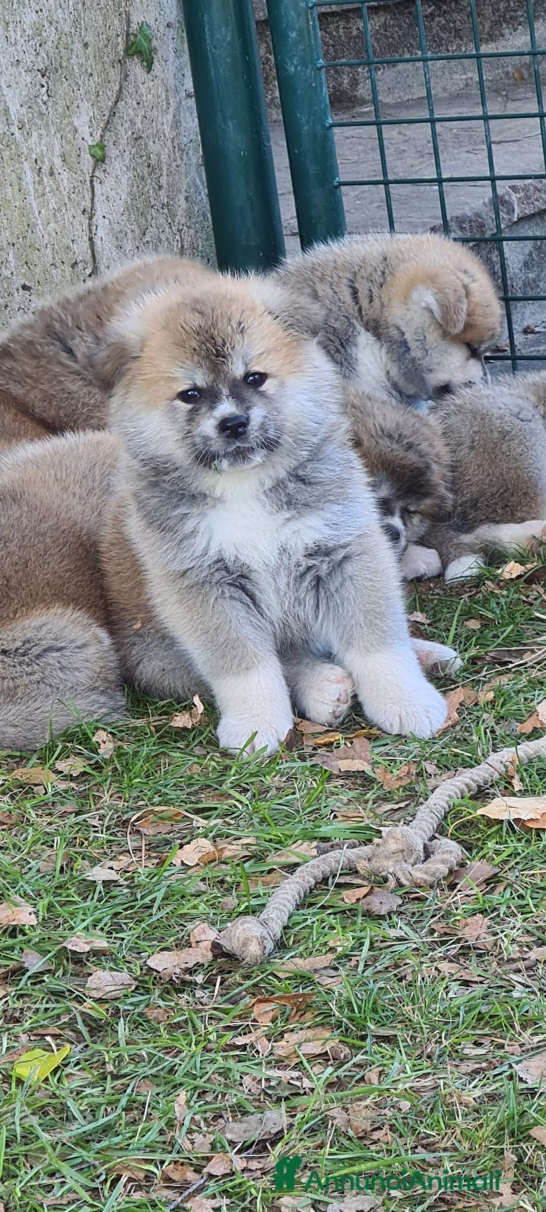 Akita Inu cani in vendita: Cuccioli di AKITA LOMBARDIA  - Annuncio 20
