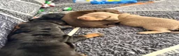 Bassotto cani in vendita: Cuccioli di bassotto  a Provincia di Varese - Annuncio 2