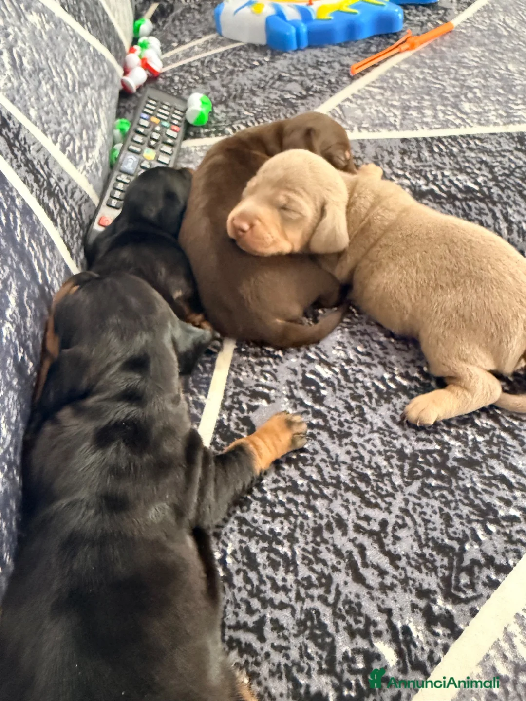 Bassotto cani in vendita: Cuccioli di bassotto  a Provincia di Varese - Annuncio 2