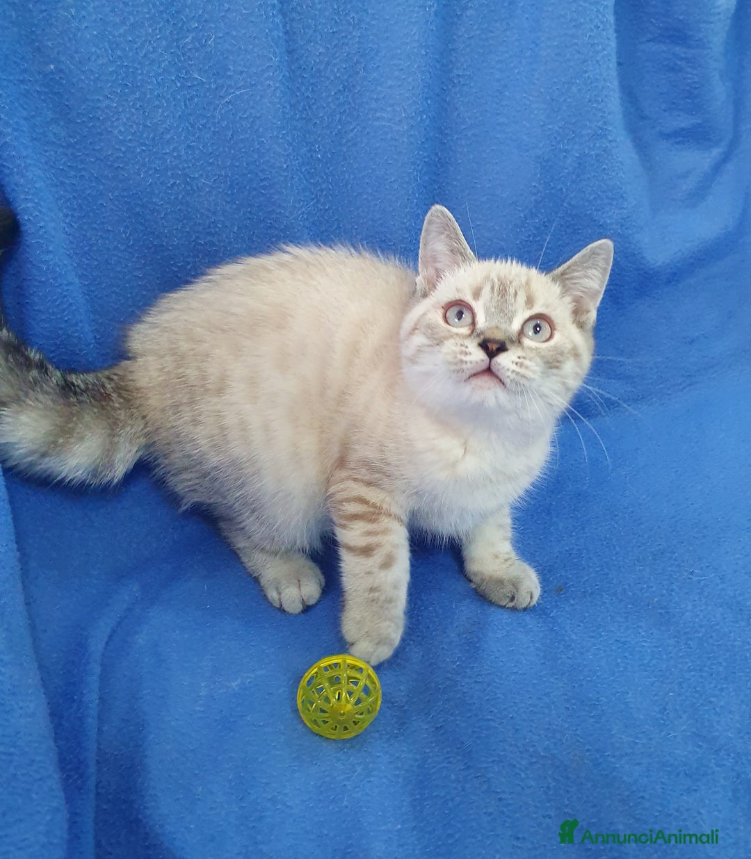 Scottish gatti in vendita: Scottish fold e straight  a Provincia di Frosinone - Immagine 10