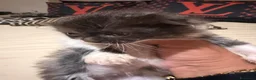 British gatti in vendita: Cuccioli Scottish - Annuncio 7