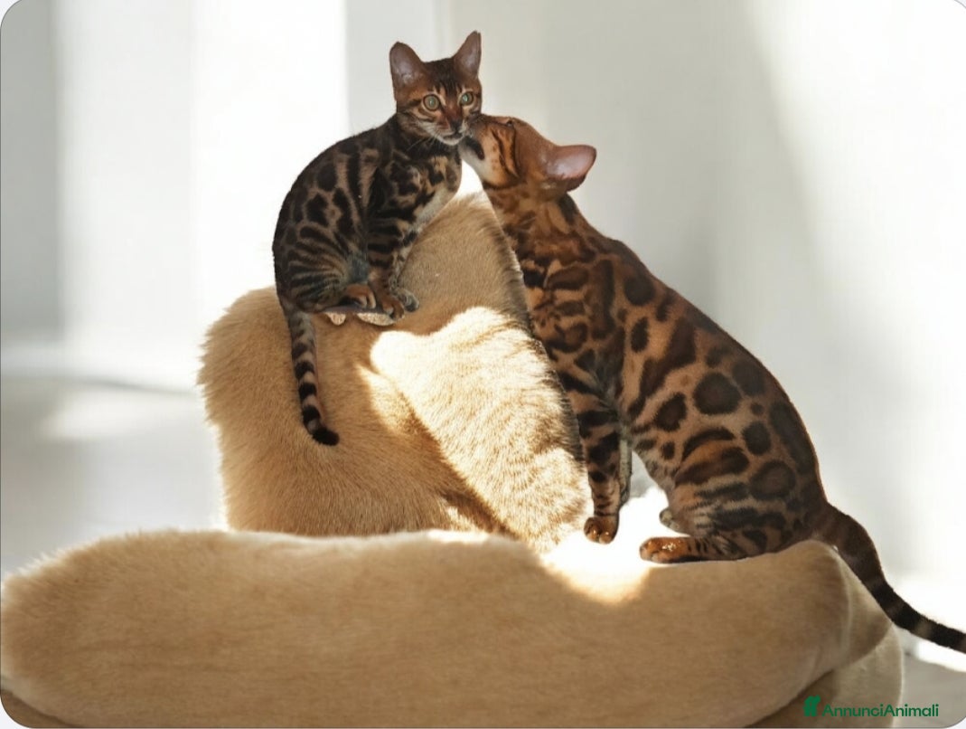 Bengala gatti Splendidi gattini del Bengala  - Annuncio 2