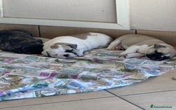 Bulldog Francese cani in vendita: Bulldog francese  a Città metropolitana di Roma Capitale - Immagine 2