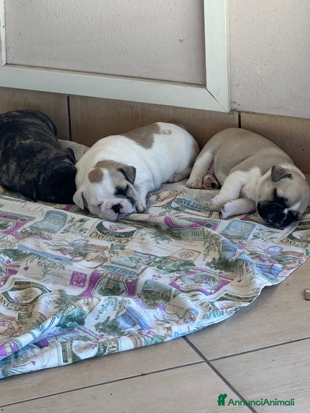 Bulldog Francese cani in vendita: Bulldog francese  a Città metropolitana di Roma Capitale - Immagine 2