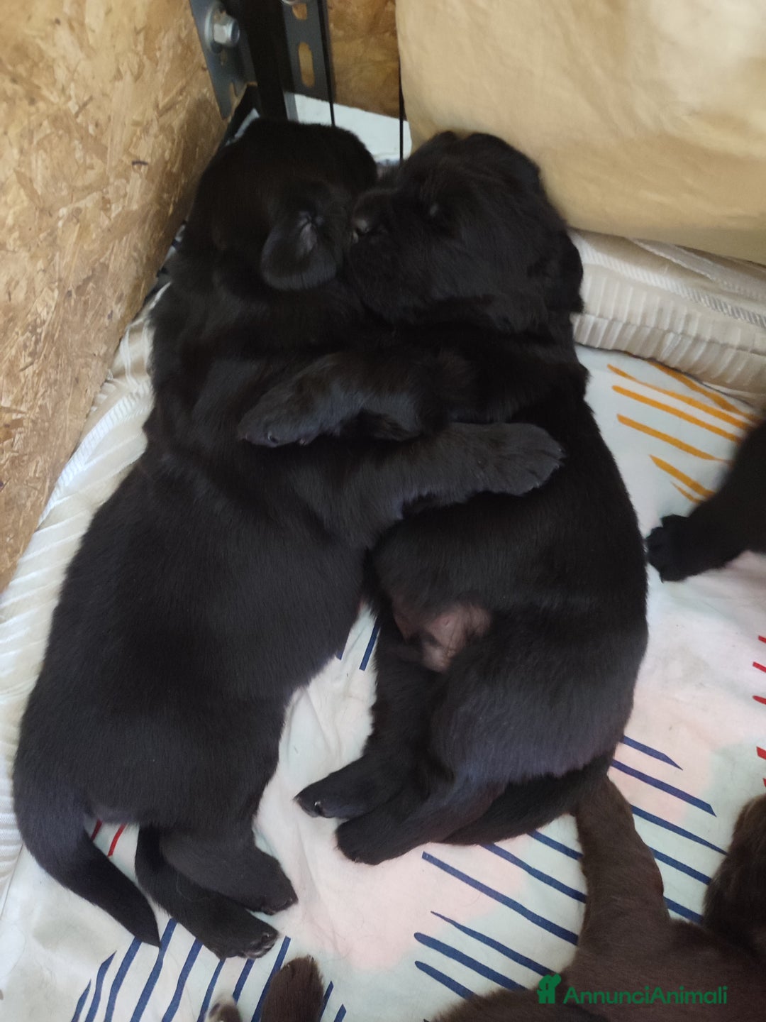 Terranova cani in vendita: Cuccioli di Terranova neri e brown - Annuncio 6