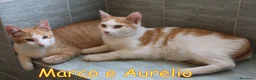 Europeo gatti in regalo: MARCO E  AURELIO DOLCISSIMI GATTINI - Annuncio 4
