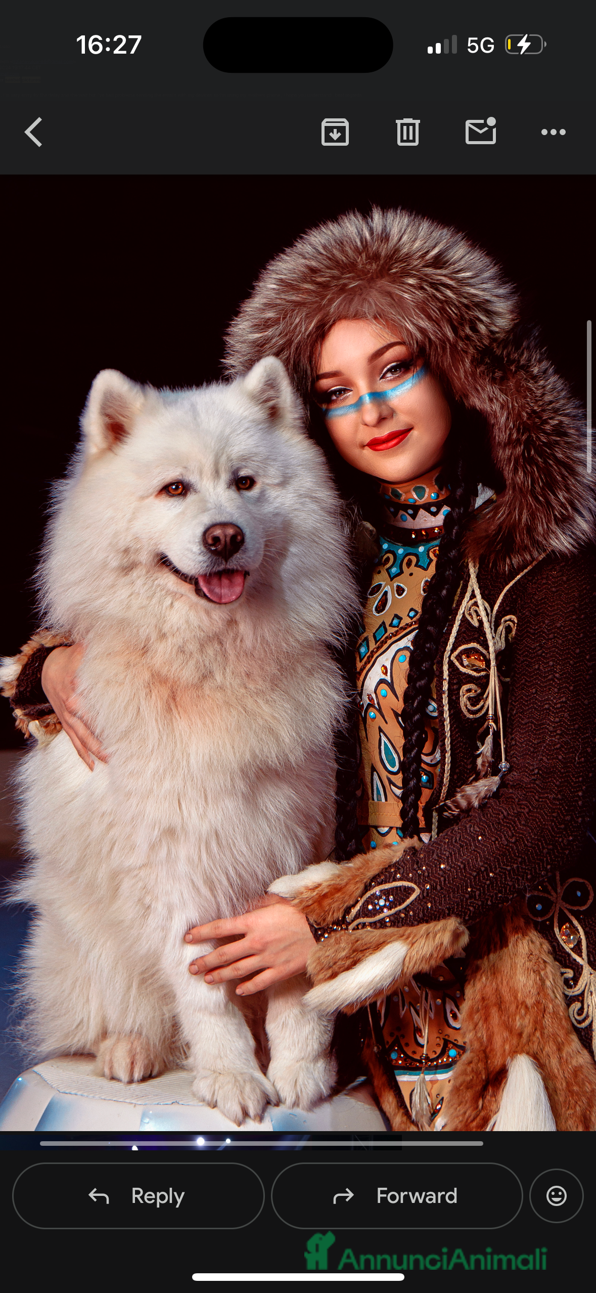 Samoiedo cani Regalasi 4 bellissimi samoiedo - Annuncio 1