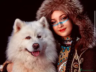 Samoiedo cani Regalasi 4 bellissimi samoiedo - Annuncio 15