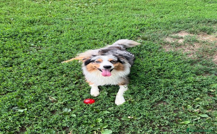 Australian Shepherd cani a Città Metropolitana di Torino - Annuncio 7
