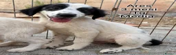 Meticcio cani in regalo: CUCCIOLI ABBANDONATI: EMERGENZA  a Città metropolitana di Milano - Annuncio 11