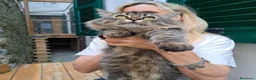 Siberiano gatti in vendita: Cucciolo gatto Siberiano pedigree  - Annuncio 2