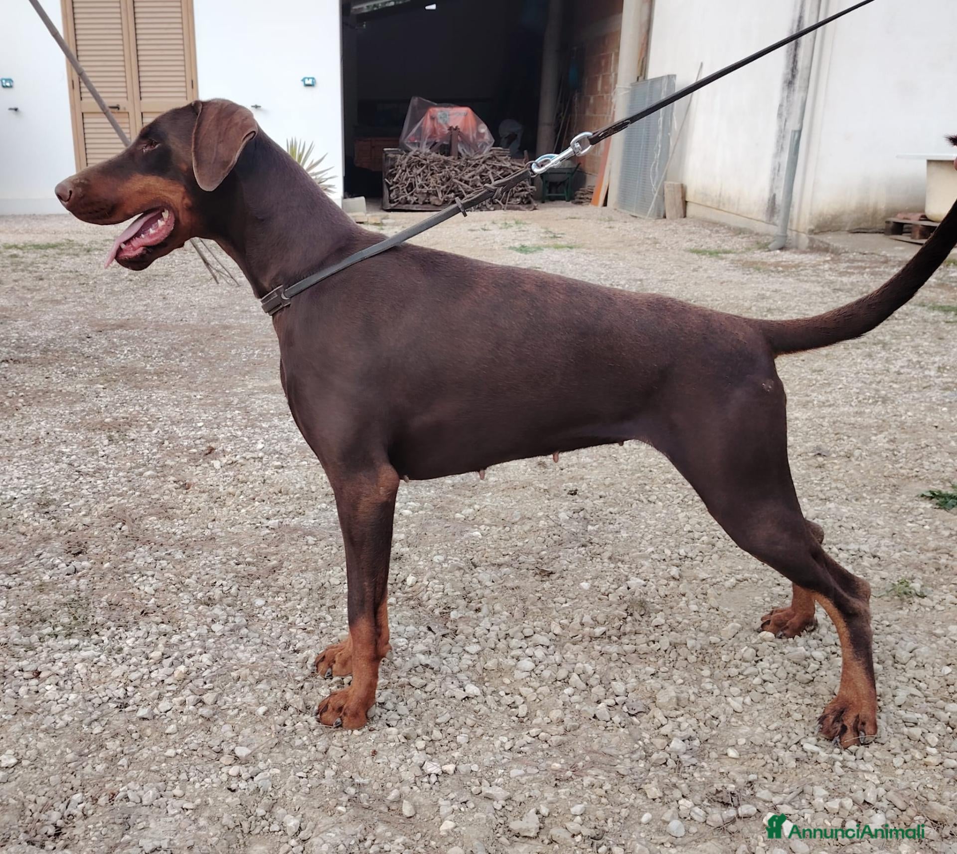 Dobermann cani Dobermann cuccioli  - Annuncio 4
