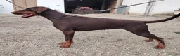 Dobermann cani in vendita: Dobermann cuccioli  - Annuncio 1