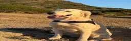Golden Retriever cani in vendita: Cuccioli Golden Retriever  - Annuncio 6