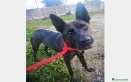 Pastore Belga cani in regalo: 3anni Pastore Belga/Corso educato CASERTA a Milano - Immagine 1