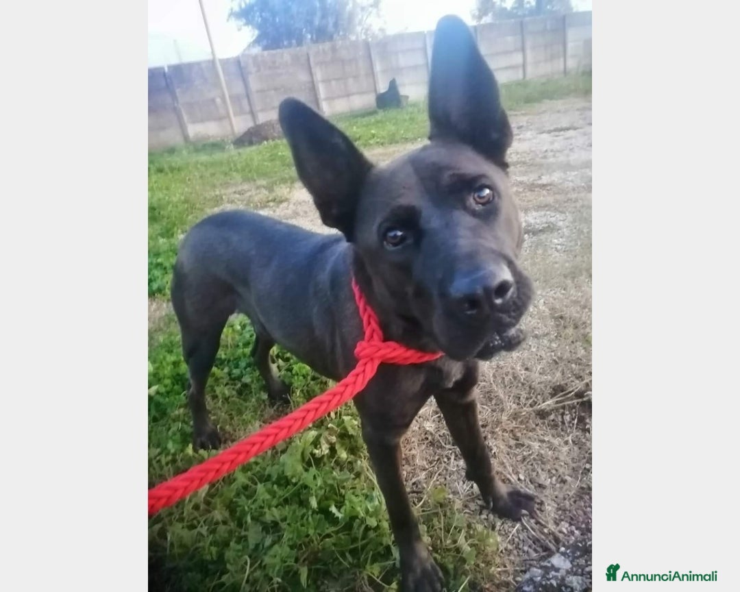 Pastore Belga cani in regalo: 3anni Pastore Belga/Corso educato CASERTA a Milano - Immagine 1