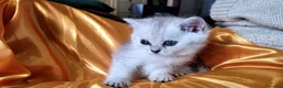 British gatti in vendita: British dolcissimo, alta genealogia KIT REGALO - Annuncio 4