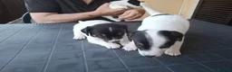 Jack Russell cani in vendita: Jack Russell Terrier a Città metropolitana di Roma Capitale - Annuncio 8