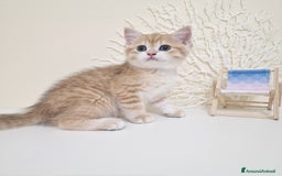 British gatti in vendita: Cuccioli British Shorthair a Villafranca di Verona - Immagine 5