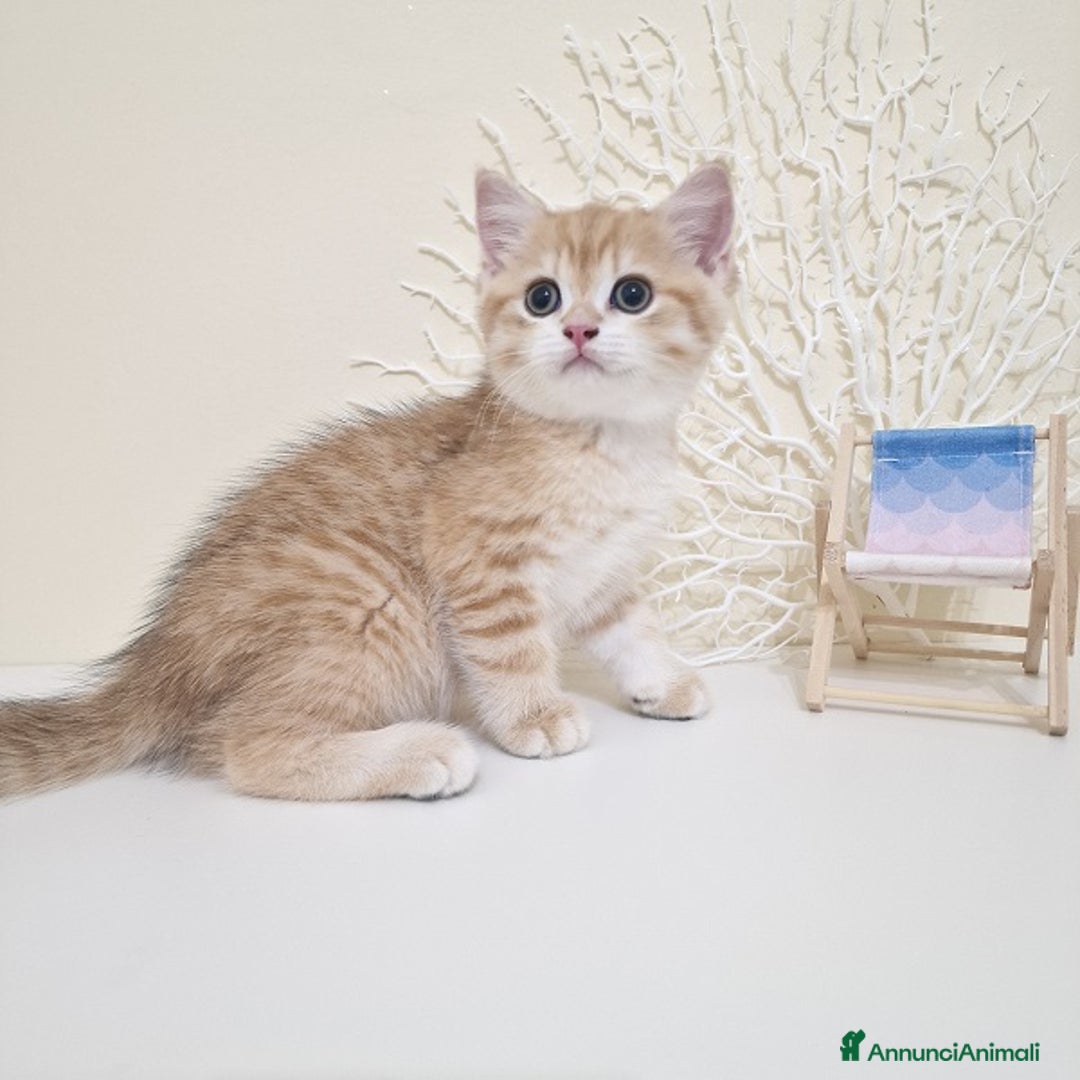 British gatti in vendita: Cuccioli British Shorthair a Villafranca di Verona - Immagine 5