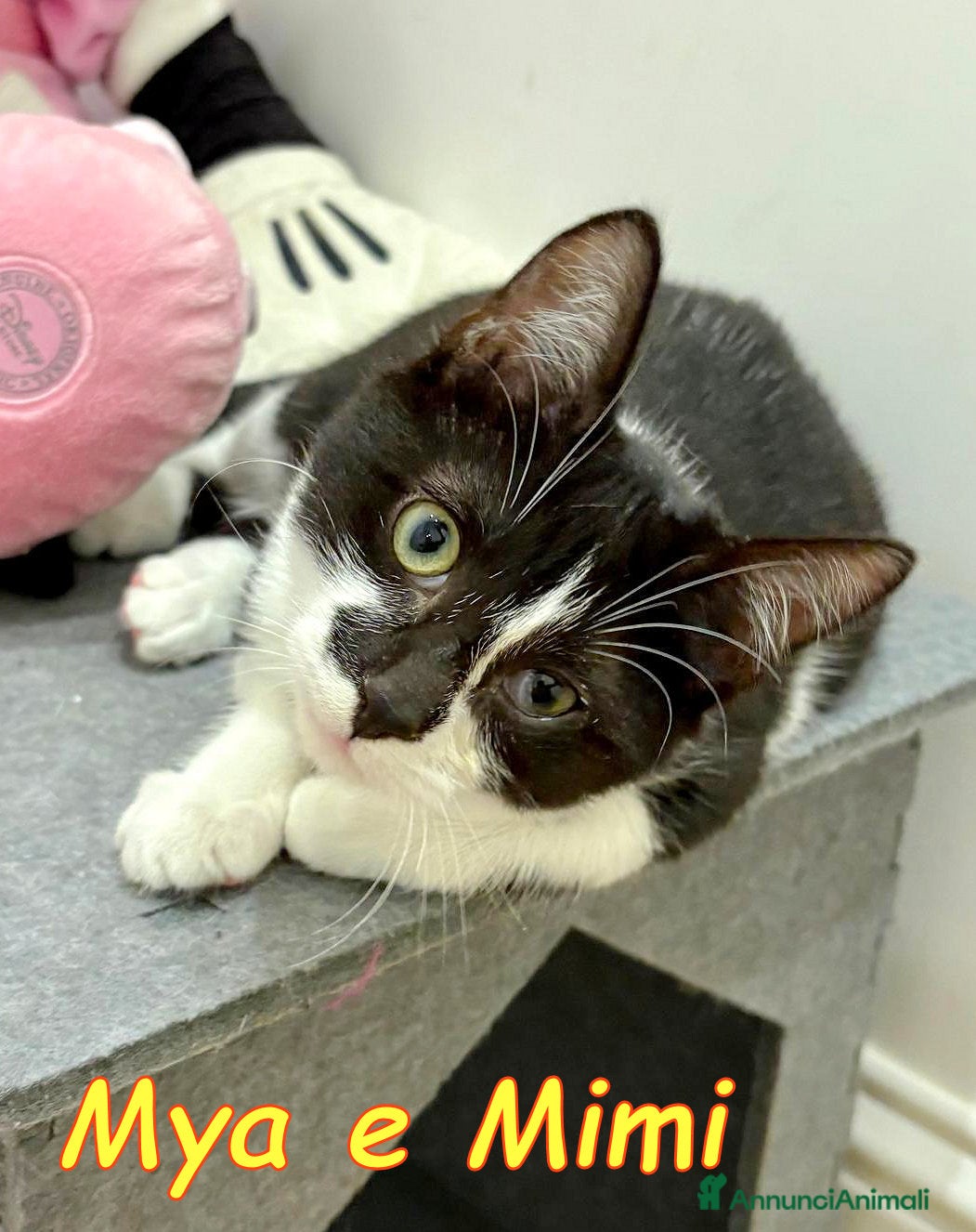 Europeo gatti MYA E MIMI DOLCISSIME GATTINE - Annuncio 1