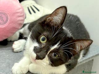 Europeo gatti MYA E MIMI DOLCISSIME GATTINE - Annuncio 40